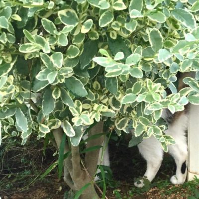 Photo by 4129Qさん@GreenSnap