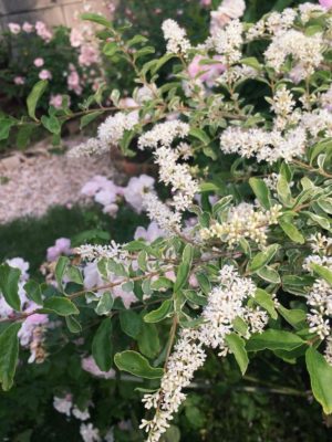 Photo by cannatyさん@GreenSnap