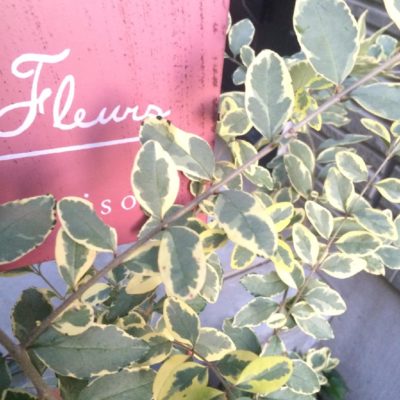 Photo by amiさん@GreenSnap