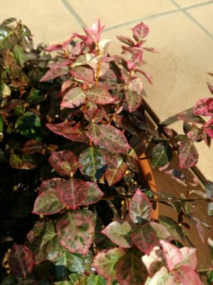 Photo by 園芸パパさん@GreenSnap