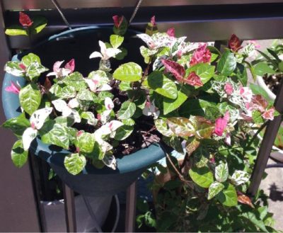 Photo by Biotopさん@GreenSnap