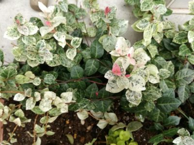 Photo by 園芸パパさん@GreenSnap