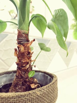 Photo by さくらさん@GreenSnap