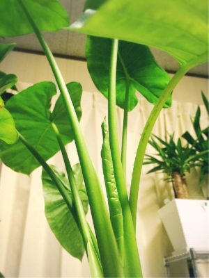 Photo by しぃ｡:°ஐ♡*さん@GreenSnap