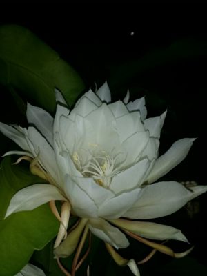 Photo by りっさんさん@GreenSnap