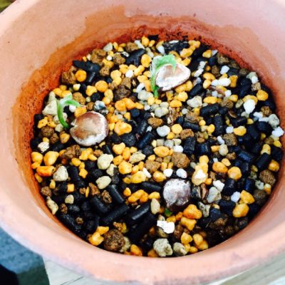 Photo by Nicoさん@GreenSnap