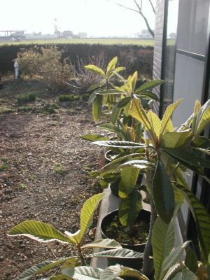 Photo by Yoshida Akemiさん@GreenSnap