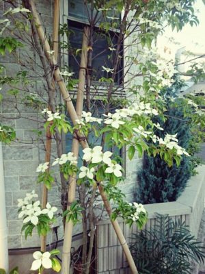 Photo by おかなさん@GreenSnap