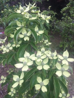 Photo by 金藤さん@GreenSnap