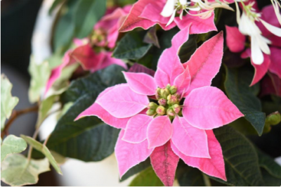 スクリーンショット 2016-11-11 7.48.44