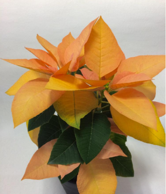 スクリーンショット 2016-11-11 8.01.58