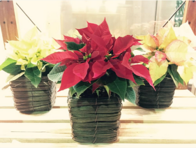 スクリーンショット 2016-11-11 8.11.10