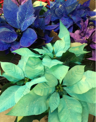 スクリーンショット 2016-11-11 9.08.28