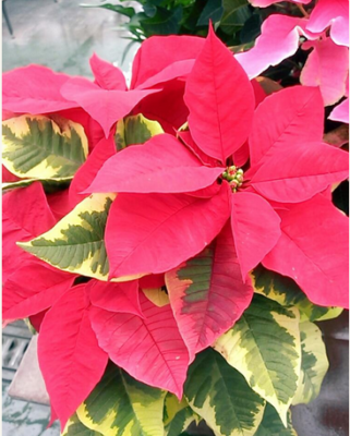 スクリーンショット 2016-11-11 9.21.32