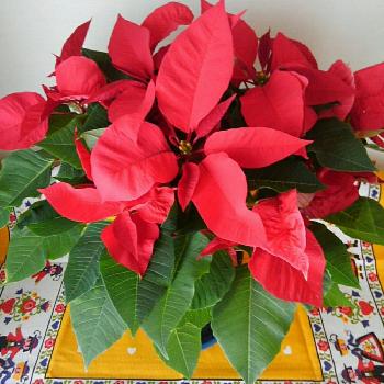 1478750456224_thum_1478750455818_thum_sample