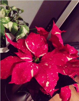 スクリーンショット 2016-11-11 22.51.45