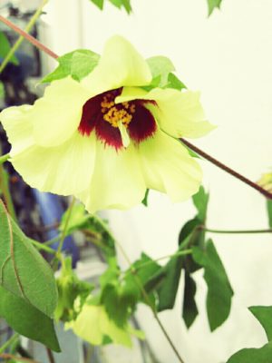 Photo by yukinko*mikiさん@GreenSnap