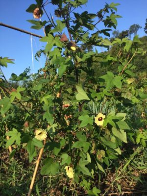 Photo by ゴチラさん@GreenSnap