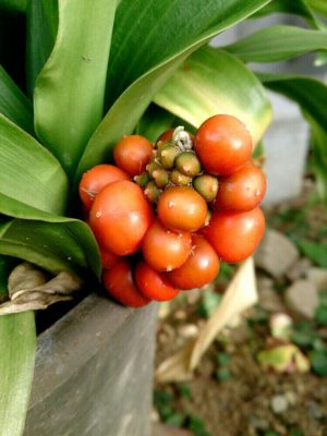 Photo by 87meさん@GreenSnap