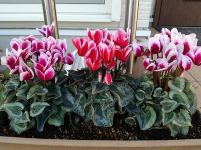 Photo by 園芸パパさん@GreenSnap