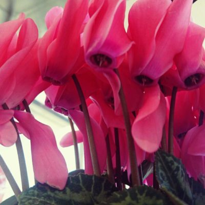 Photo by m7i1k8iさん@GreenSnap