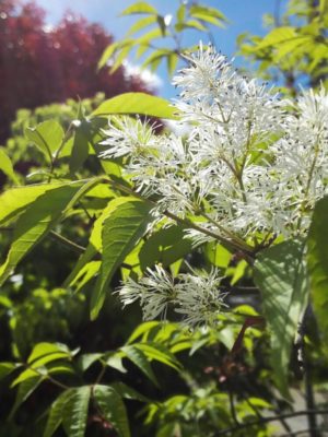 Photo by mioさん@GreenSnap