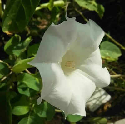 Photo by ミルキーさん@GreenSnap