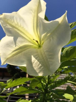 Photo by ♡みー☆さん@GreenSnap