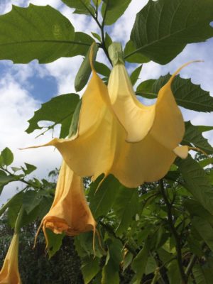 Photo by あんずさん@GreenSnap