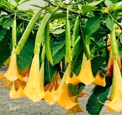 Photo by Yuccoさん@GreenSnap