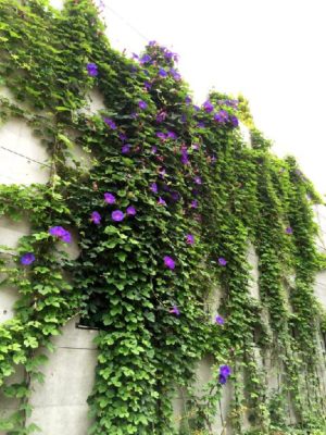 Photo by 花ママさん@GreenSnap