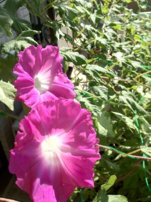 Photo by tkayさん@GreenSnap