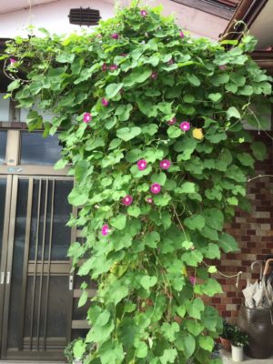 Photo by バジルさん@GreenSnap