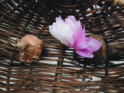 Photo by anzさん@GreenSnap