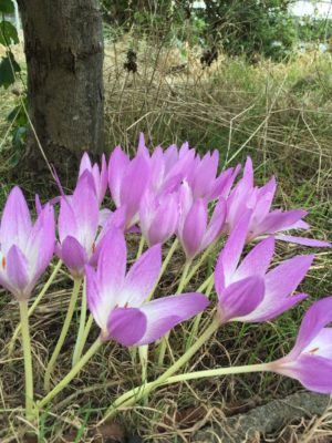 Photo by yuki.Iさん@GreenSnap