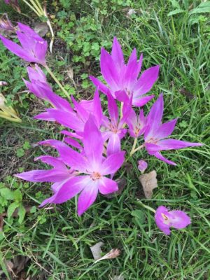 Photo by ゆみむさん@GreenSnap