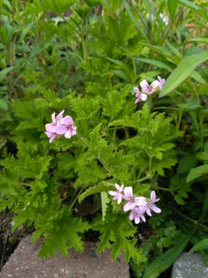 Photo by dayanさん@GreenSnap