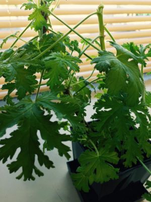 Photo by honeybeeさん@GreenSnap