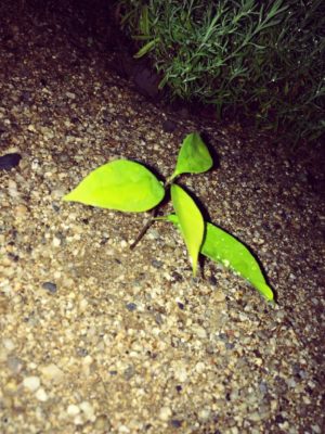 Photo by eiichiroさん@GreenSnap