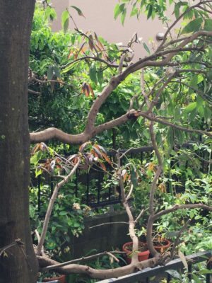 Photo by carmineさん@GreenSnap