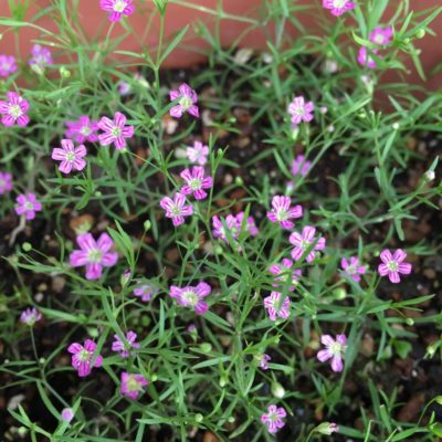 Photo by zuccasawaさん@GreenSnap