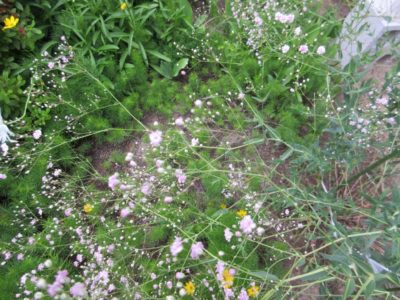 Photo by 花梨さん@GreenSnap