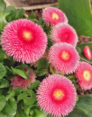 スクリーンショット 2016-12-02 10.56.11