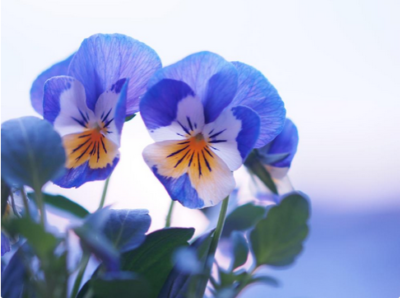 スクリーンショット 2016-12-02 11.00.53