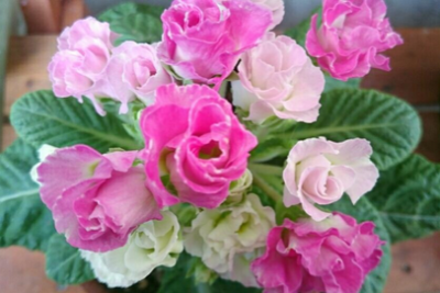 スクリーンショット 2016-12-02 11.06.15