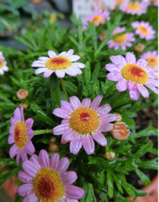 スクリーンショット 2016-12-02 11.47.18