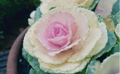 スクリーンショット 2016-12-02 11.56.34