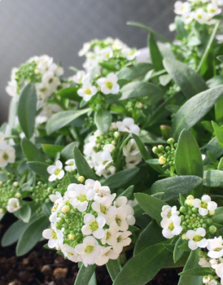 スクリーンショット 2016-12-02 11.59.48