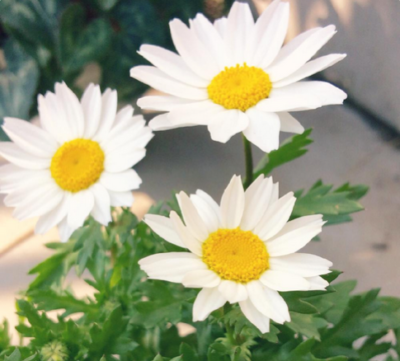 スクリーンショット 2016-12-02 12.09.27