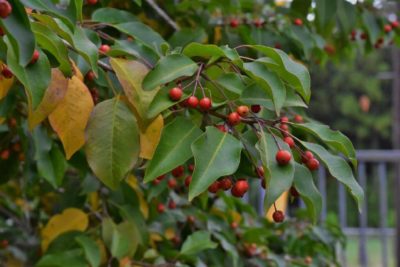 Photo by uekipediaさん@GreenSnap